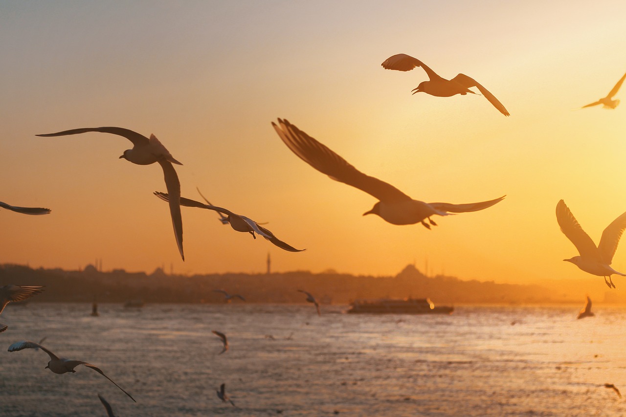 Istanbul entdecken: Top Reisetipps für Städtereisende